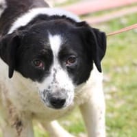 Vanily - goldige, zutrauliche Hündin, Hündin zur Adoption