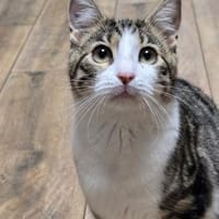 SALLY - sucht ihr großes Glück!, Katze zur Adoption