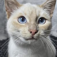 EVA - Traumhafte Siam sucht ihr Zuhause!, Katze zur Adoption