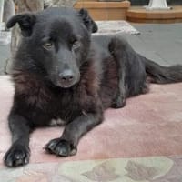 Ralfi 48 cm (Pflegestelle), Hund zur Adoption
