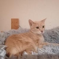 Lea  Sandfarbene Katzenschönheit, Katze zur Adoption