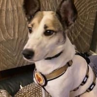 Fine sucht ihren sicheren Hafen, Hündin zur Adoption