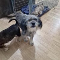 Nana, klein, wuschelig sucht Zuhause, Hündin zur Adoption