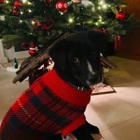 Aang sucht sein Zuhause, Hund zur Adoption