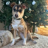 🌞 Felix  6 Monate kleiner Sonnenschein, Hund zur Adoption