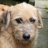 CONNY-hübsche, sanfte Hündin, 55 cm, Hündin zur Adoption