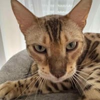 Neues Zuhause für Taiga gesucht, Kater zur Adoption