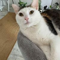Neues Zuhause für Kisa gesucht, Katze zur Adoption