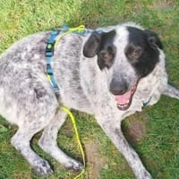 Queeny, freundliches Hundemädchen🍀, Hündin zur Adoption