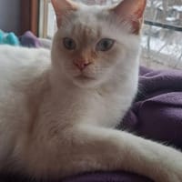 Espinho  junger Siam-Apricot-Mix, Kater zur Adoption