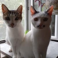 HILDA & BENNI  VERSPIELTES KATZENDUO, Kater zur Adoption