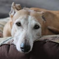 Nerea - ein feines und liebes Mädchen, Hündin zur Adoption