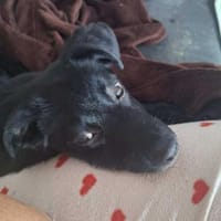 verschmuster, menschenfreundlicher Duke, Hund zur Adoption