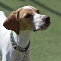 PLUTO 💛 Zuckerschnute sucht Zuhause!, Hund zur Adoption