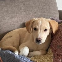 Kleiner Yaro🌺sucht liebevolles Zuhause, Hund zur Adoption