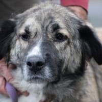 Minka - sehr zutraulich u. kinderlieb, Hündin zur Adoption