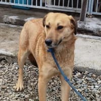 Kiyuga - menschenbezogen u. kinderlieb, Hündin zur Adoption