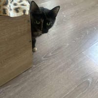 Daisy, mit mir kommt Freude ins Haus, Katze zur Adoption