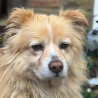 Legolas, kleiner Herzensbrecher, Hund zur Adoption