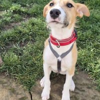 Lia - zauberhafte junge Hündin, Hündin zur Adoption