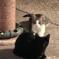 Ungleiches Pärchen Anna & Sepp, Kater zur Adoption