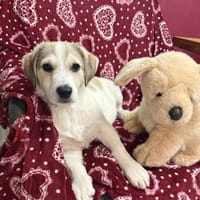 Kelly ein liebes Mädchen, Hündin zur Adoption