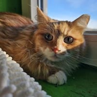 LEONIE - ein Notfall sucht ihr Licht!, Katze zur Adoption
