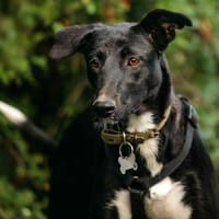 Liebe Stella sucht warmes Körbchen, Hündin zur Adoption