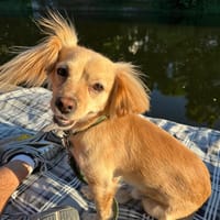 Kleiner MIO sucht ländliches Zuhause!, Hund zur Adoption