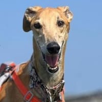 Cairo - Zuhause gesucht, Hund zur Adoption