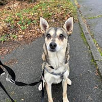 Yowsa wartet auf Pflegestelle!, Hündin zur Adoption