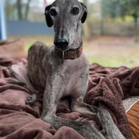 Itelo ein lieber Galgorüde, Hund zur Adoption