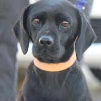 Tanita (40 cm) hat man sofort lieb!, Hündin zur Adoption