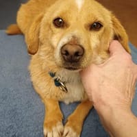 die liebe Thila sucht ihre Menschen, Hündin zur Adoption