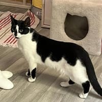 Süße Patty sucht ihr Für-Immer-Zuhause, Katze zur Adoption