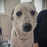 💔Mein Name ist Georgy..., Hund zur Adoption