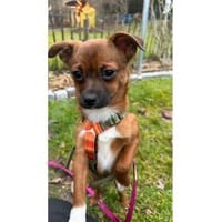 Skai  wartet in 90547 Stein, Hündin zur Adoption