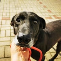 Zoran, Einzelhund, su. Grundstück, Hund zur Adoption