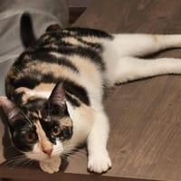 LOURES  kleine Glückskätzin 🍀, Katze zur Adoption