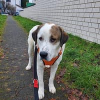 Max - verschmust und kuschelbedürftig, Hund zur Adoption