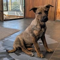 Lotte sucht ein liebevolles Zuhause, Hündin zur Adoption