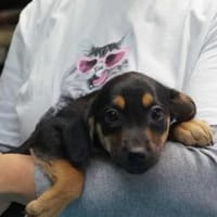 Bianca ❤, Hündin zur Adoption