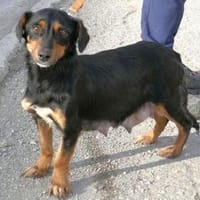 Ivie ist eine ganz tapfere, süße Hündin!, Hündin zur Adoption