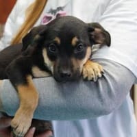 Bully ❤, Hund zur Adoption