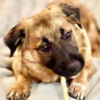 Haribo auf PS in Köln, Hund zur Adoption