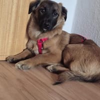 Holly auf PS in Staßfurt, Hündin zur Adoption