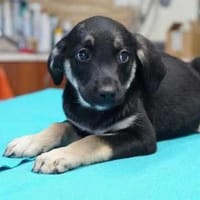 Brandy ❤, Hund zur Adoption