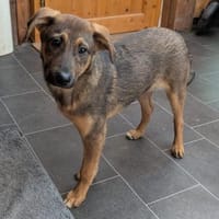 Cody sucht liebes Zuhause, Hund zur Adoption