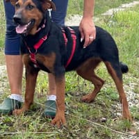 Kory ❤, Hündin zur Adoption