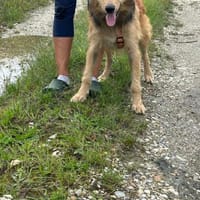 Kuko ❤, Hund zur Adoption